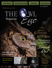 Owl Eye Magazine Issue 7 - PDF Digital Version
