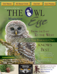 Owl Eye Magazine Issue 5 - PDF Digital Version